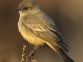 Say's Phoebe - Ramona Grasslands Preserve--Wildflower Loop, San Diego, California, 12/20/2017