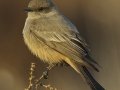 Say's Phoebe - Ramona Grasslands Preserve--Wildflower Loop, San Diego, California, 12/20/2017