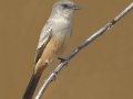 Say's Phoebe - Lake Hodges--east end (footbridge, lakebed, scrub), San Diego, California, 11/14/2017