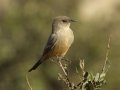 Say's Phoebe - Ramona Grasslands Preserve, Rangeland Rd, San Diego, California, 11/29/2016