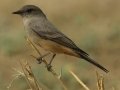 Say's Phoebe - Ramona Grasslands Preserve, Rangeland Rd, San Diego, California, 10/16/2016