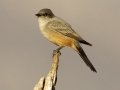 Say's Phoebe - Ramona Grasslands Preserve, Rangeland Rd, San Diego, California, 10/19/2016