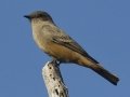 Say's Phoebe - Ramona Grasslands Preserve, Rangeland Rd, San Diego, California, 12/4/2016