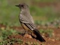 Say's Phoebe - Ramona Grasslands Preserve, Rangeland Rd, San Diego, California, 1/1//2015
