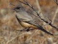 Say's Phoebe - Ramona Grasslands Preserve, Rangeland Rd, San Diego, California, 1/14/2013