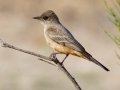 Say's Phoebe - Ramona Grasslands Preserve, Rangeland Rd, San Diego, California, 5/27/2015