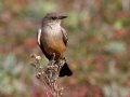 Say's Phoebe - Ramona Grasslands Preserve, Rangeland Rd, San Diego, California, 1/8/2015