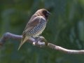 Scaly-breasted Munia