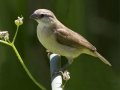 Scaly-breasted Munia
