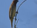 Scaly-breasted Munia