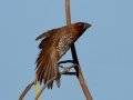 Scaly-breasted Munia