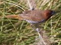 Scaly-breasted Munia