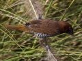 Scaly-breasted Munia