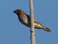Scaly-breasted Munia