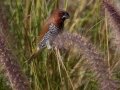 Scaly-breasted Munia