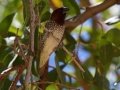 Scaly-breasted Munia