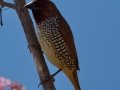 Scaly-breasted Munia