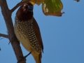 Scaly-breasted Munia