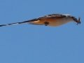 Scissor-tailed Flycatcher