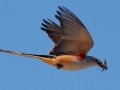 Scissor-tailed Flycatcher