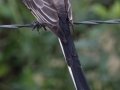 Scissor-tailed Flycatcher