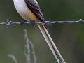 Scissor-tailed Flycatcher