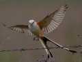 Scissor-tailed Flycatcher
