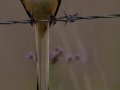 Scissor-tailed Flycatcher