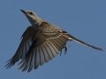 Scissor-tailed Flycatcher