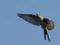 Scissor-tailed Flycatcher