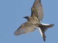 Scissor-tailed Flycatcher