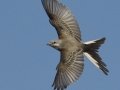 Scissor-tailed Flycatcher