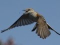 Scissor-tailed Flycatcher