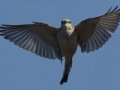 Scissor-tailed Flycatcher