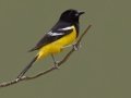 Scott's Oriole