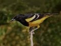 Scott's Oriole