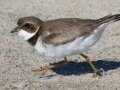 Semipalmated Plover