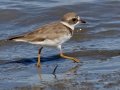 Semipalmated Plover