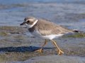 Semipalmated Plover