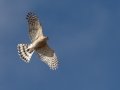 Sharp-shinned Hawk