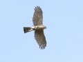 Sharp-shinned Hawk