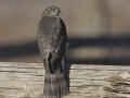 Sharp-shinned Hawk