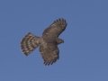 Sharp-shinned Hawk