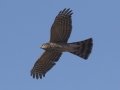 Sharp-shinned Hawk