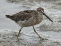 Short-billed Dowitcher Short-billed Dowitcher
