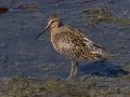 Short-billed Dowitcher Short-billed Dowitcher