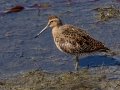 Short-billed Dowitcher Short-billed Dowitcher