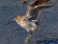 Short-billed Dowitcher Short-billed Dowitcher