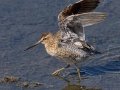 Short-billed Dowitcher Short-billed Dowitcher