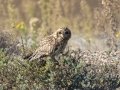 Short-eared Owl